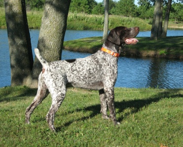 silver german shorthaired pointer