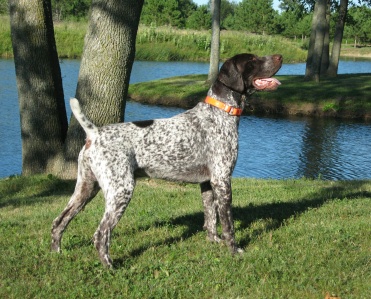 Eulenhof Serakraut Kennels AKC Breeders of German Shorthaired