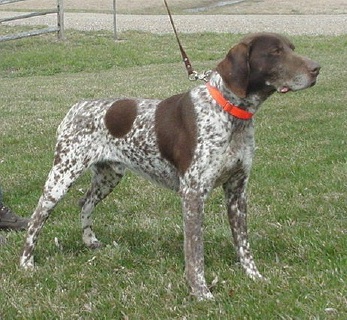 Akc german shorthaired store pointer